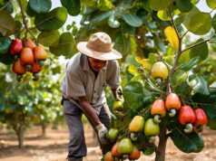 Catalysing Sustainability: The Call to Boost Nigeria’s Cashew Industry