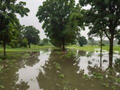 The Impact of the 2024 Flooding on Crops in Nigeria