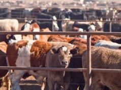 Tinubu promises to revitalize the Nigerian livestock sector