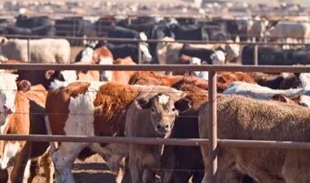 Tinubu promises to revitalize the Nigerian livestock sector